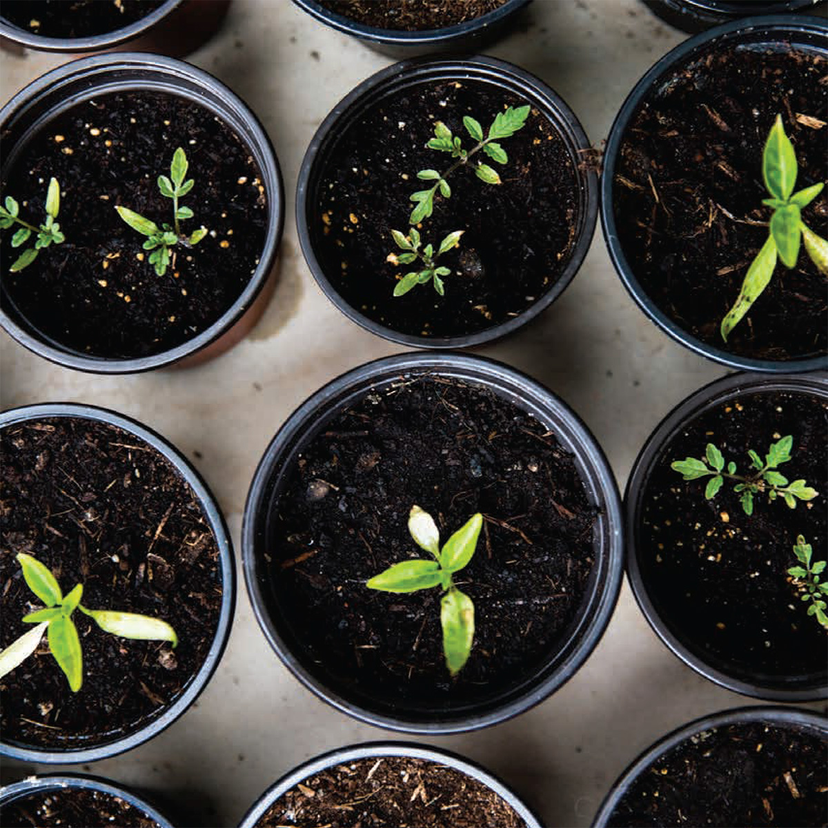 Nursery Containers